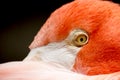 Eye of the Flamingo