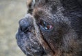 Eye of a frenchy, beautiful dog, puppy of French bulldog posing Concept of , pets love, animal life. looking at camera