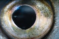 The eye of freshwater river fish. Macro photography