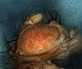 Eye of fruit fly Royalty Free Stock Photo