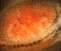 Eye of fruit fly Royalty Free Stock Photo