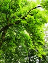 Greenish tree canopy Royalty Free Stock Photo