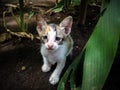 Eye Gaze Of White Striped Shy Kitten Playing In The Garden Of House Royalty Free Stock Photo