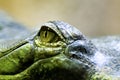 Eye of the gharial Royalty Free Stock Photo