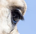 Eye giraffe Royalty Free Stock Photo