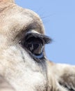 Eye giraffe Royalty Free Stock Photo
