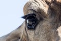 Eye giraffe Royalty Free Stock Photo