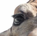 Eye giraffe Royalty Free Stock Photo