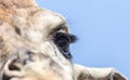 Eye giraffe Royalty Free Stock Photo