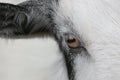 Eye of the Goat Royalty Free Stock Photo