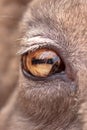 The eye of a goat Royalty Free Stock Photo