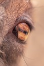 The eye of a goat Royalty Free Stock Photo