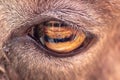 The eye of a goat Royalty Free Stock Photo