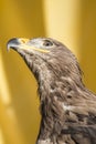 Eye, golden eagle, detail of head with large eyes, pointed beak Royalty Free Stock Photo