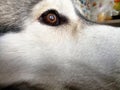 Eye of a gray husky dog close up