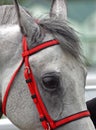 Portrait of grey horse. Royalty Free Stock Photo