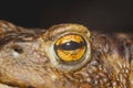 Eye of ground toad Royalty Free Stock Photo