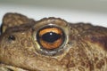 Eye of ground toad Royalty Free Stock Photo