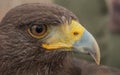 In the eye of a Harris's hawk