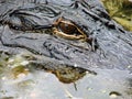 Eye and head of alligator Royalty Free Stock Photo