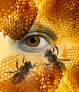 An eye and honey comb texture in it and bees Royalty Free Stock Photo