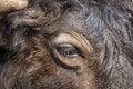 Eye and horn of yak Royalty Free Stock Photo