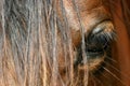 Eye of a horse