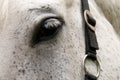 Eye of horse. Royalty Free Stock Photo