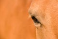 Eye of the horse. Royalty Free Stock Photo