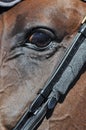 Eye of a horse