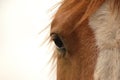 Eye of the horse Royalty Free Stock Photo