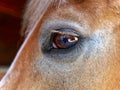 Eye of a horse closeup Royalty Free Stock Photo