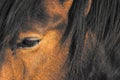 Eye of the horse Royalty Free Stock Photo