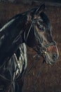 Eye, horse`s muzzle as a background, backdrop or wallpaper. Royalty Free Stock Photo