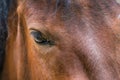 Eye, horse`s muzzle as a background, backdrop or wallpaper. Shooting close-up Royalty Free Stock Photo