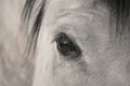 The Eye of a Horse