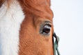 Horse eye, closeup, evening light, sunset Royalty Free Stock Photo