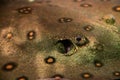 Eye of a huge stingray Potamotrygon motoro close up