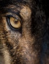 Eye of iberian wolf Canis lupus signatus Royalty Free Stock Photo