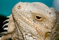 Eye of Iguana Royalty Free Stock Photo