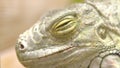 Eye of an iguana close up. Iguana big lizard basking in the sun Royalty Free Stock Photo