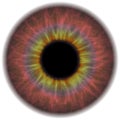 Eye Iris