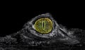 Eye. large yellow reptile eye. eye of a crocodile at night close-up. selective focus