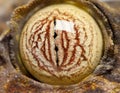 Eye on a Leaf Tailed Gecko - Uroplatus fimbriatus Royalty Free Stock Photo