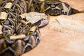 Eye level Gaboon viper Royalty Free Stock Photo