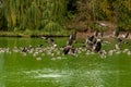 Eye level photograph of a flock of Canada goose Branta canadensis, Canada geese in flight over a lake