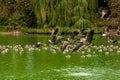 Eye level photograph of a flock of Canada goose Branta canadensis, Canada geese in flight over a lake Royalty Free Stock Photo
