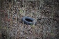 Eye-level shot of an abandoned tire in dry leaves and grass in the woods