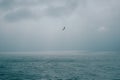 Eye-level shot of a bird flying over the sea under the dark cloudy sky Royalty Free Stock Photo