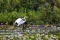 Eye-level shot of egret fishing in the marshy wetlands in early morning